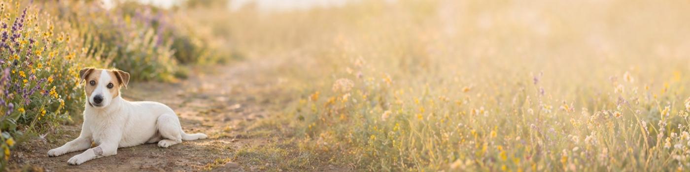 Dog resting in a soft golden meadow