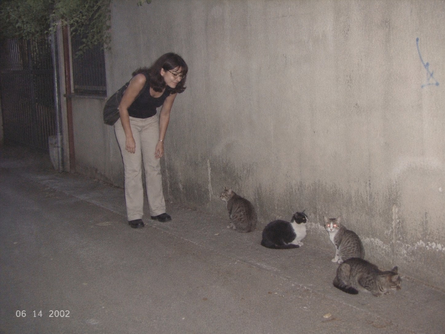 Ms. Katy talking with a small group of cats on a quiet street